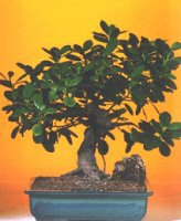  Antalya online ieki telefonlar  ithal bonsai saksi iegi  Antalya online internetten iek siparii 