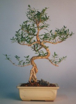  Antalya online iek sat  ithal bonsai saksi iegi  Antalya online iek siparii vermek 