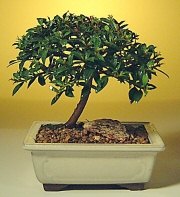  Antalya online ucuz iek gnder  ithal bonsai saksi iegi  Antalya online cicek , cicekci 