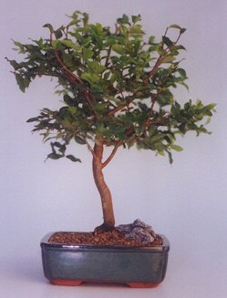  Antalya online ucuz iek gnder  ithal bonsai saksi iegi  Antalya online anneler gn iek yolla 