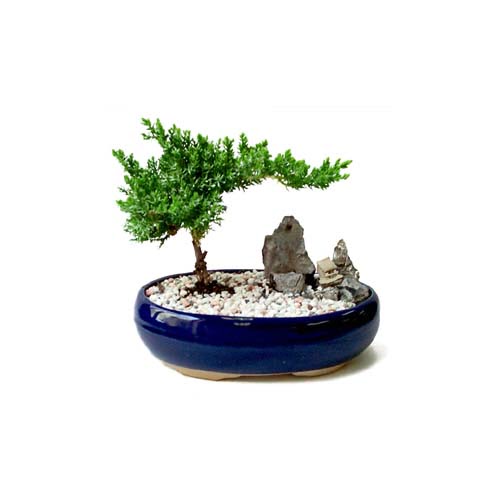 ithal bonsai saksi iegi  Antalya online iek gnderme 