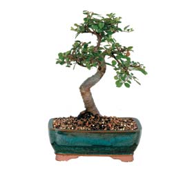  Antalya online hediye iek yolla  ithal bonsai saksi iegi  Antalya online iek gnderme sitemiz gvenlidir 