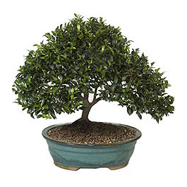  Antalya online ucuz iek gnder  ithal bonsai saksi iegi  Antalya online iek gnderme sitemiz gvenlidir 