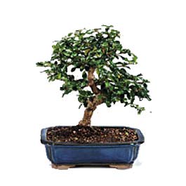  Antalya online uluslararas iek gnderme  ithal bonsai saksi iegi  Antalya online 14 ubat sevgililer gn iek 