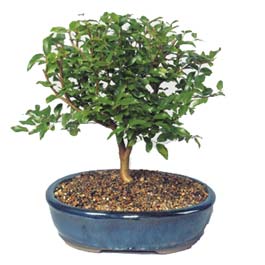  Antalya online ieki maazas  ithal bonsai saksi iegi  Antalya online online ieki , iek siparii 