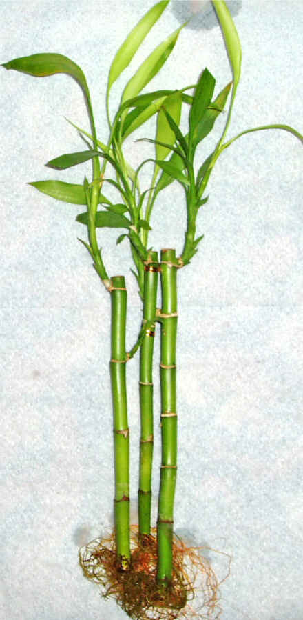 Lucky Bamboo 3 adet vazo hediye edilir   Antalya online cicek , cicekci 