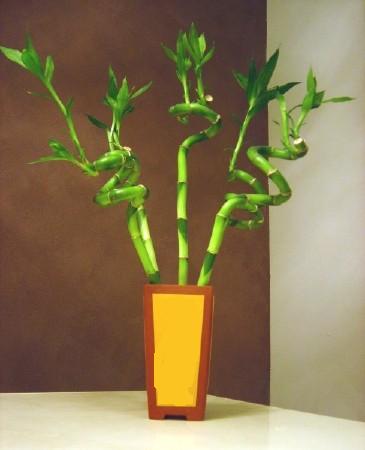Lucky Bamboo 5 adet vazo ierisinde  Antalya online internetten iek sat 