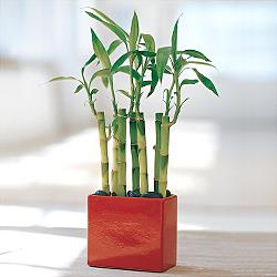 Lucky Bamboo sans melegi iegi  Antalya online yurtii ve yurtd iek siparii 