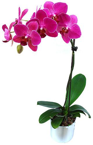  Antalya online ieki maazas  saksi orkide iegi