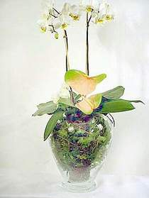  Antalya online iek sat  Cam yada mika vazoda zel orkideler
