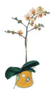  Antalya online online iek gnderme sipari  Phalaenopsis Orkide ithal kalite