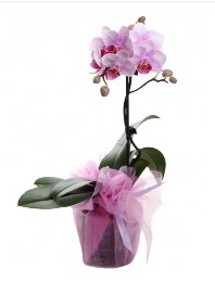 1 dal pembe orkide saks iei  Antalya online kaliteli taze ve ucuz iekler 