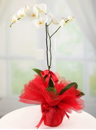 1 dal beyaz orkide saks iei  Antalya online yurtii ve yurtd iek siparii 