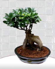 saks iei japon aac bonsai  Antalya online kaliteli taze ve ucuz iekler 