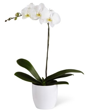 1 dall beyaz orkide  Antalya online 14 ubat sevgililer gn iek 