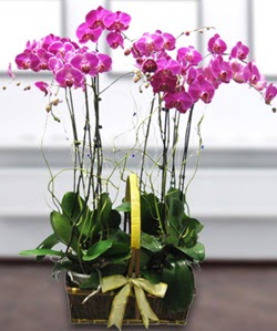 4 dall mor orkide  Antalya online gvenli kaliteli hzl iek 