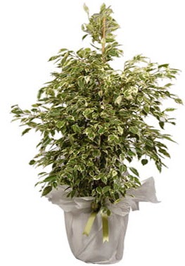Orta boy alaca benjamin bitkisi  Antalya online internetten iek sat 
