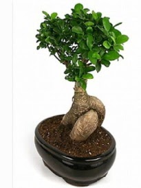 Bonsai saks bitkisi japon aac  Antalya online iek siparii sitesi 