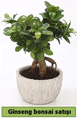 Ginseng bonsai japon aac sat  Antalya online ieki telefonlar 