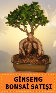 Ginseng bonsai sat japon aac  Antalya online cicek , cicekci 