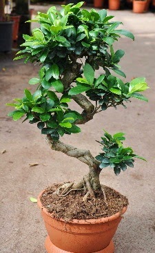 Orta boy bonsai saks bitkisi  Antalya online internetten iek siparii 
