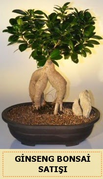 thal Ginseng bonsai sat japon aac  Antalya online iek siparii sitesi 