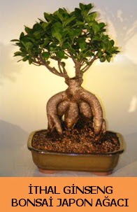 thal japon aac ginseng bonsai sat  Antalya online Melisa nternetten iek siparii 