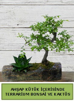 Ahap ktk bonsai kakts teraryum  Antalya online internetten iek siparii 