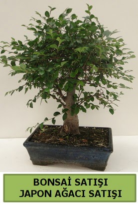 Minyatr bonsai japon aac sat  Antalya online iek gnderme sitemiz gvenlidir 