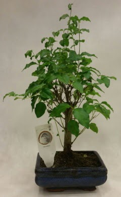 Minyatr bonsai japon aac sat  Antalya online ieki telefonlar 