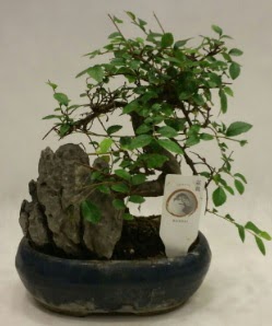 thal 1.ci kalite bonsai japon aac  Antalya online iek sat 