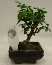 Kk minyatr bonsai japon aac  Antalya online iek gnderme 