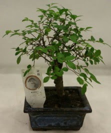 Minyatr ithal japon aac bonsai bitkisi  Antalya online iek sat 