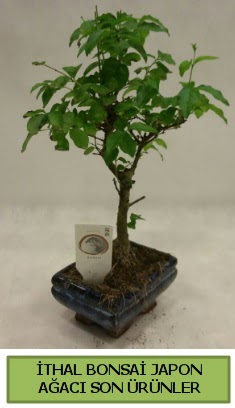 thal bonsai japon aac bitkisi  Antalya online hediye sevgilime hediye iek 