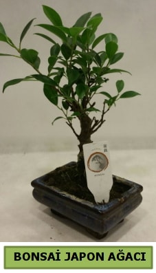 Bonsai japon aac saks bitkisi  Antalya online iek servisi , ieki adresleri 