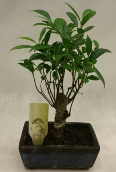 Japon aac bonsai bitkisi sat  Antalya online ieki telefonlar 