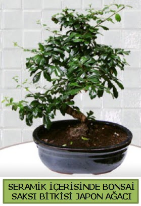 Seramik vazoda bonsai japon aac bitkisi  Antalya online iek siparii sitesi 