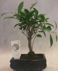 Bonsai japon aac bitkisi sat  Antalya online iek gnderme sitemiz gvenlidir 