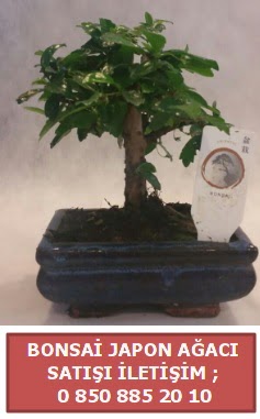 Japon aac minyar bonsai sat  Antalya online iek sat 