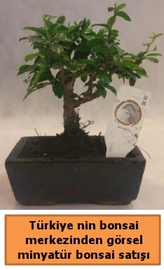 Japon aac bonsai sat ithal grsel  Antalya online iek yolla 