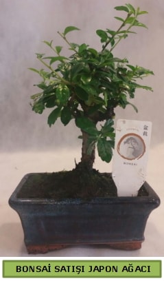 Minyatr bonsai aac sat  Antalya online iek gnderme 