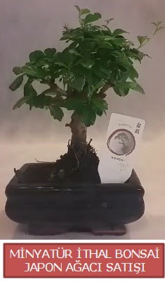 Kk grsel bonsai japon aac bitkisi  Antalya online iek , ieki , iekilik 