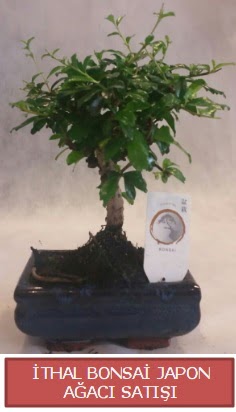 thal kk boy minyatr bonsai aa bitkisi  Antalya online ieki telefonlar 