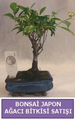 thal Bonsai japon aac bitkisi sat  Antalya online Melisa nternetten iek siparii 