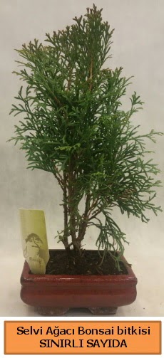 Selvi aac bonsai japon aac bitkisi  Antalya online iek sat 