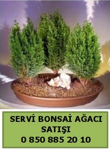 BONSA 3 L SERV BONSA AACI  Antalya online ieki telefonlar 
