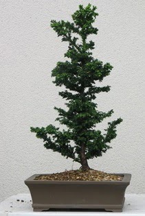 am aac bonsai bitkisi sat  Antalya online ieki telefonlar 