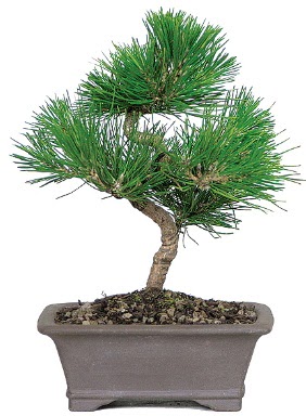 am aac bonsai japon aac bitkisi  Antalya online iek gnderme 