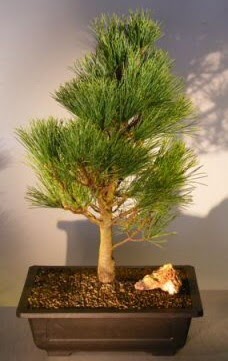 am aac japon aac bitkisi bonsai  Antalya online ieki telefonlar 