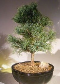 am aac bonsai bitkisi sat  Antalya online ucuz iek gnder 